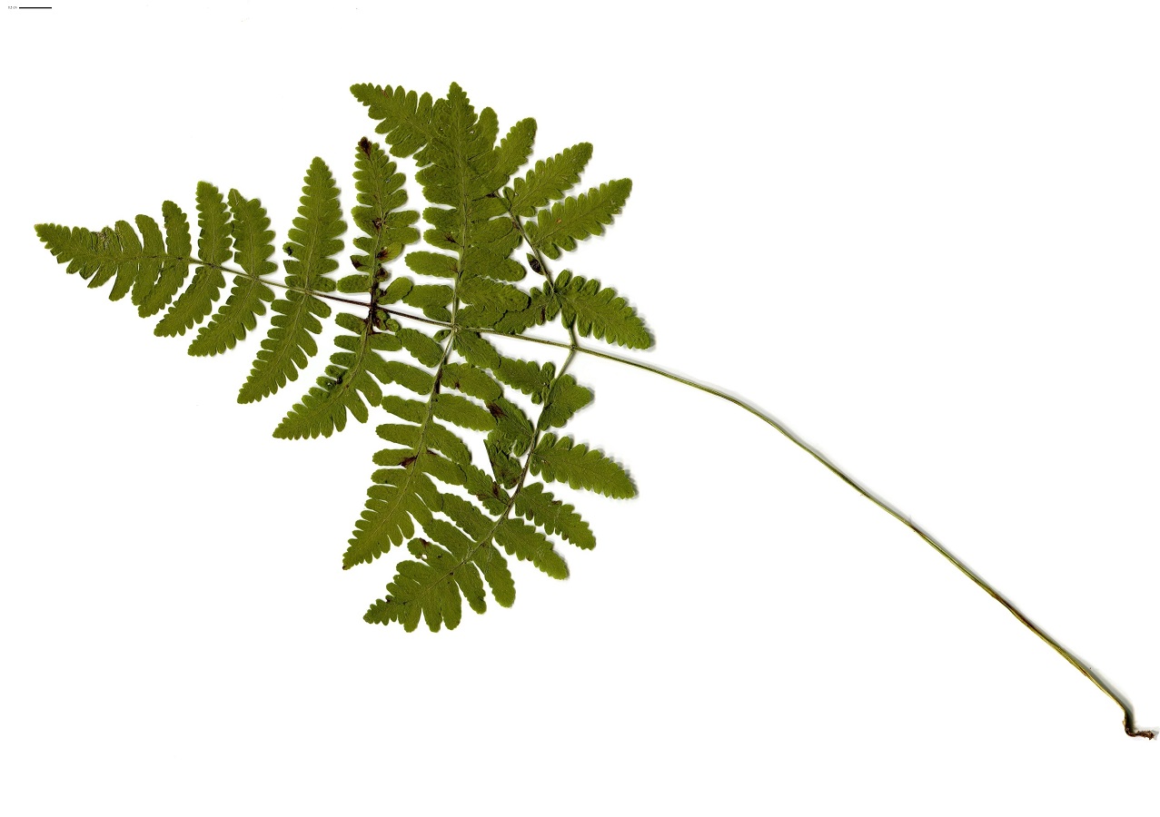 Gymnocarpium robertianum (Cystopteridaceae)